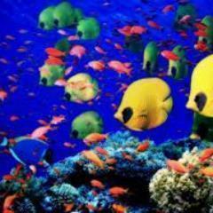 ocean_pollution's profile picture. Oceans are very important to our survival. I am just your average 7th grader, showing you how to make a difference in the world and the lives of others.