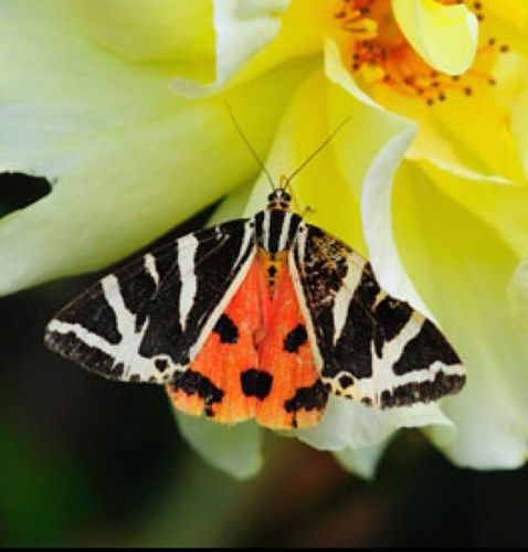 F214Biology's profile picture. Revision for OCR unit F214 and F215. Not affiliated with official OCR