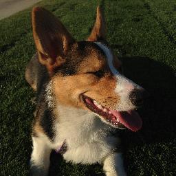 Corgis, corgis, and more corgis! Pictures, videos, events, and more.