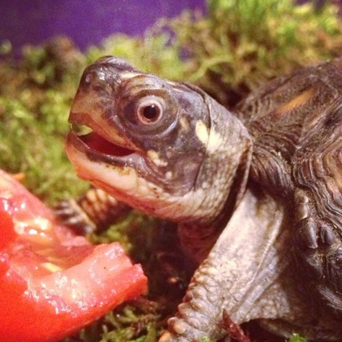 Ernie the Turtleさんのプロフィール画像