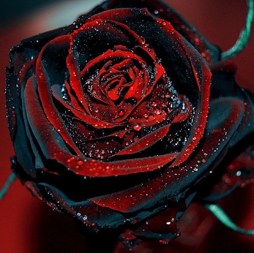 emotionmakesus's profile picture. truth is ; you can feel alone but you never really are .. kik me ; @emotionmakesus . if you need advice or just a friend ; its what im here for.