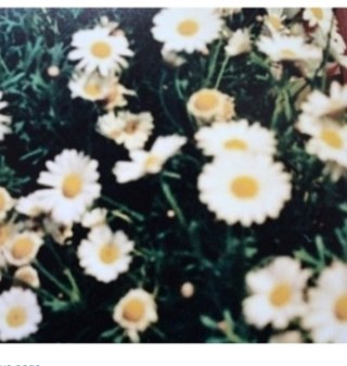 simplyscarred's profile picture. 丢失