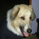 Clyde Eller - @Scrappydroid - Twitter