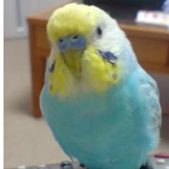 donmai_maidon33's profile picture. 2007年、東京.亀戸で迷いインコのぴぃちゃんと出会いセキセイインコと暮らすように🐥⸒⸒ ぴぃ🌈寅次郎🌈銀次郎🌈 1992頃からTUBEファン RRRをご存知になってからチャランさんタラクさんアッルアルジュンさんそれぞれのご夫婦が憧れです❤️‍🔥