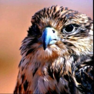 Profile Picture of ابو جاسم (@AlbertaDaniels9) on Twitter