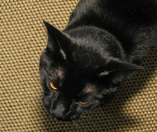 I am Chi Chi Carvalho. I am most handsome feline with premiere interwebbing skills.