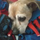 Nellie Pittman - @nellie45661 - Twitter