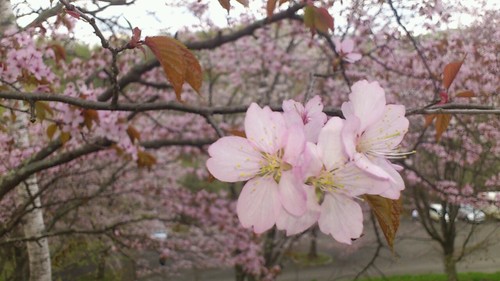 pomutan0526's profile picture. 高校一年生のぽむたんです。これからよろしく