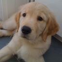 Cooper Roy - @cooperretriever - Twitter