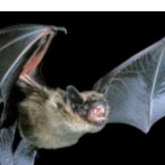 Bluejaz's profile picture. 