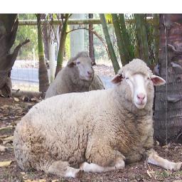 Animalsfollowus's profile picture. We love to live life. Eating us causes your bodies to become very acidic. Einstien The human race will evolve when humans move to a vegetarian diet