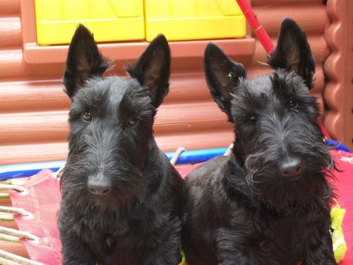 kristellaw2003's profile picture. 