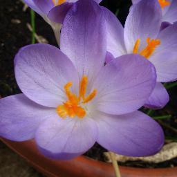 MoFro_HG's profile picture. Wife, Mum and dog owner. I love detective fiction, films and all things London. #FBPE