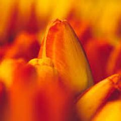 Only to the extent that we expose ourselves over and over to annihilation can that which is indestructible be found in us.-Pema Chodron