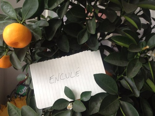 Photographe. 
Amateur de belles choses. Sale pute.