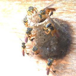 LicuriobaASF's profile picture. 