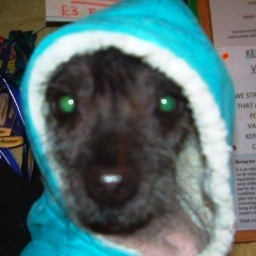 MiserableMoo's profile picture. Words to describe me.. Ex lawyer, wife,  Bitch,Vegan,Animal fanatic, Activist, Antiques, Vintage, Empath, Grumpy Mare, Miserable Moo, Sarcastic, Human (almost).