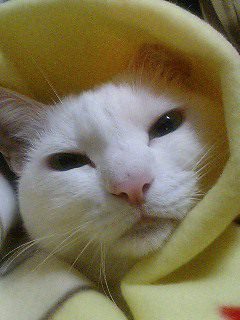 猫が好き。