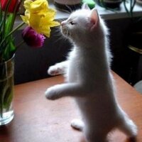 Wendy Eigenbrode (@wenbil68) 's Twitter Profile