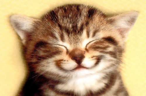 Cathyplus2's profile picture. Happily married book loving, cat loving, mum of gorgeous twin boys living in Brighton.