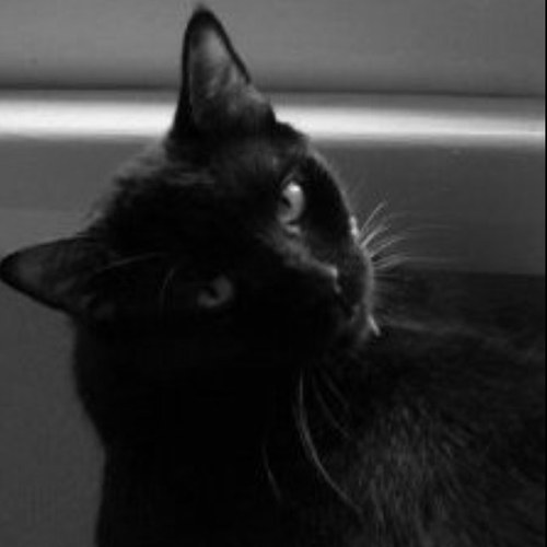 Big house panther who loves to tear up dockets and spit them out.