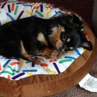 Frank Iorio (@ioriof) 's Twitter Profile