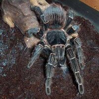 Mrs Library Spider(@LibrarySpider) 's Twitter Profile Photo