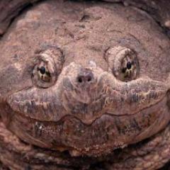 FOLLOW THE SWAMP 
Just your average turtle, sittin on a log, deamin of the day my opinions are heard swampwide. 
Swamp ya later!