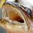 DudesFishinTrip's profile image