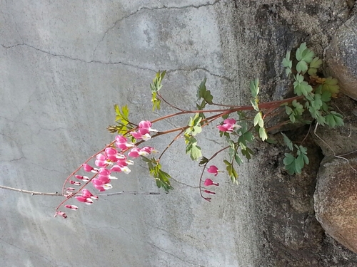 diamond2026's profile picture. 