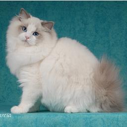 OlympoDolls Ragdoll criadero de gatitos Ragdolls en Madrid. Miembros de la Asociacion Felina Española