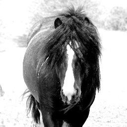 Equine_Photos's profile picture. @Sharna Rees leading Equine and Country Photographer. Contact: equineandcountryphotography@gmail.com http://t.co/w4hzEf25aU