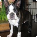 Bruno Seiler - @brunoOswaldo - Twitter