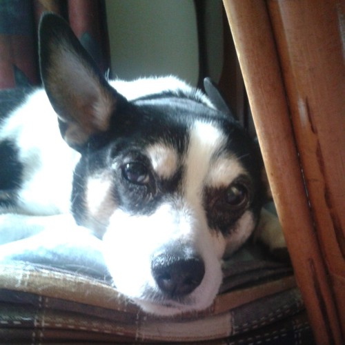 I am Rakker a Boerenfox and the nephew of @BinkyDeBoomer. Borned on 07-07-'00. Died on 21-06-'13. #wlf #newdog
