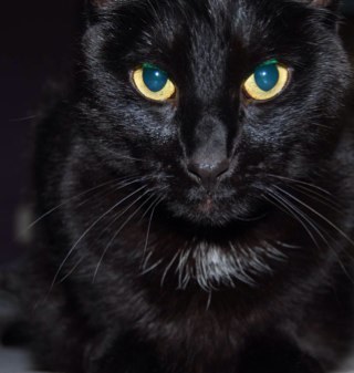 My name is Soubi and I'm a cat.
I love playing, watching TV, taking long naps and, of course, eating.
My favorite movie is Garfield.
Visit me on FB too!