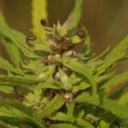 ShotsOfNature's profile picture. Just sharing some cool pictures of nature, plants and space. Some shots taken myself