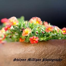 Photography | Videography