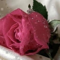 فيني عـزه أحرقت جمر الأشواق وفيني هيبـه بعثرت عـزةإنسان