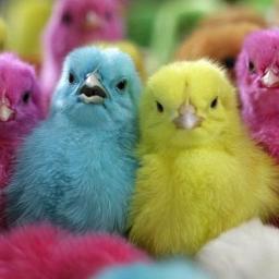 ZojaKAW's profile picture. 