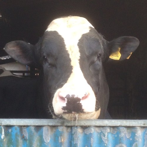 herdsman