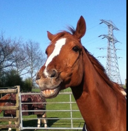 Prince is een topper
