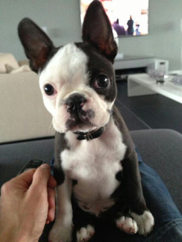 bmfoster61's profile picture. Dog lover horse lover. Beach lover Tim Tebow lover  shoe lover outdoors lover n everything Maddog2020