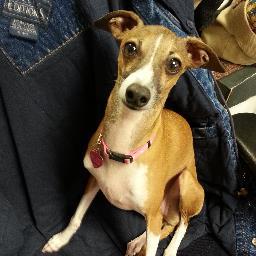 IggySummer's profile picture. 