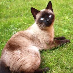 Catlovers http://t.co/RzSSJrxU3N
