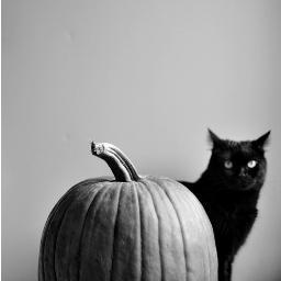 WeirdPumpkin Profile Picture