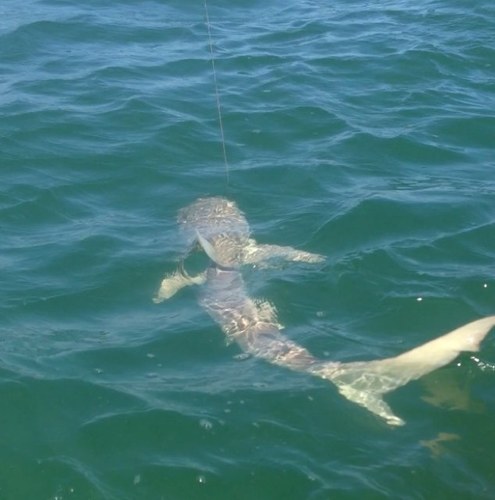 Official Twitter account of Shark Anglers