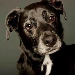 Kirby_Mom's profile picture. 