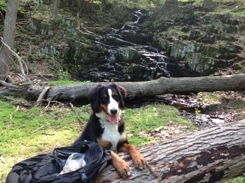 treebabes87's profile picture. 