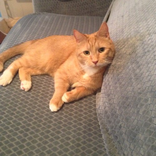 I'm Handsome Harry and I have a milk mustache! I like to hangout and take naps when I’m not running around at top speed for no reason  #gingercat