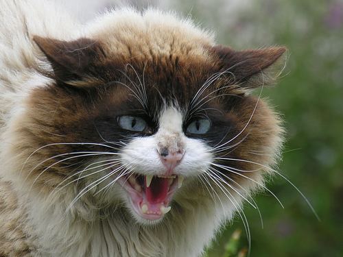 I'm a mixture of substance, shadow, and spirit. I also love cats.